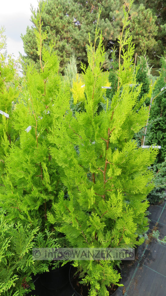 Platycladus orientalis Pyramidalis Aurea 1,5m+.JPG